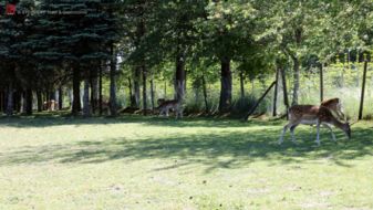 One of our carriage tours takes you past a deer enclosure in Schönholthausen
